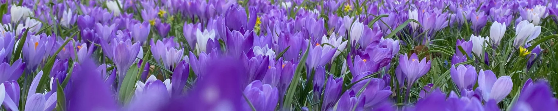 Joschka Hintergrundbild