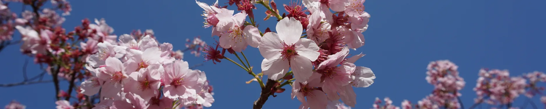 Yainet Hintergrundbild