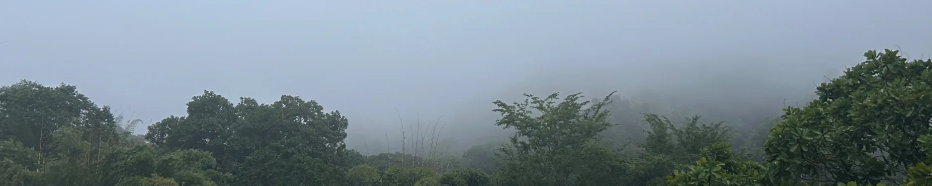 Pauline Hintergrundbild