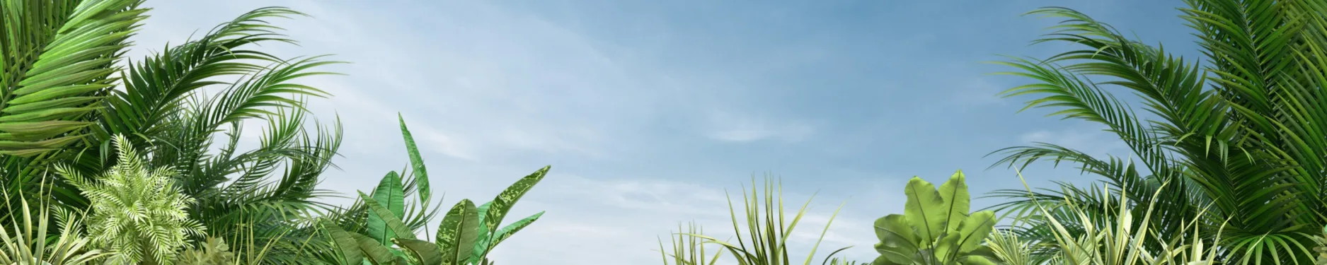 David Hintergrundbild