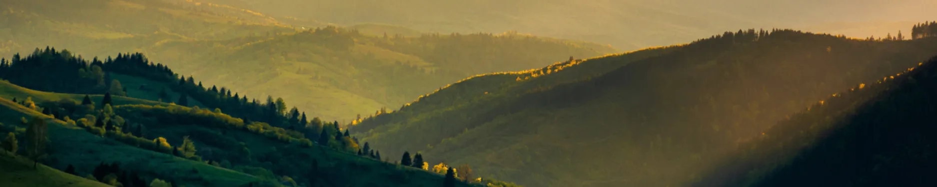 Robin Hintergrundbild