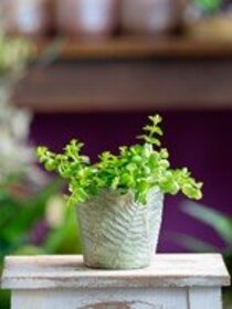 Pflanze drittes Bild