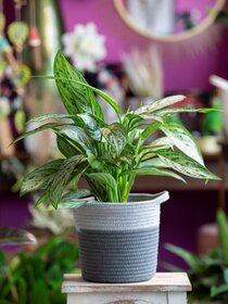 Produktfotografie Resultat Pflanze