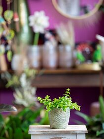 Resultat Pflanze zweites Bild