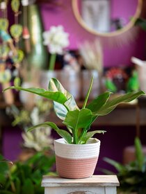 Resultat Pflanze drittes Bild