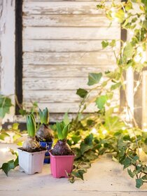 Produktfotografie Saison