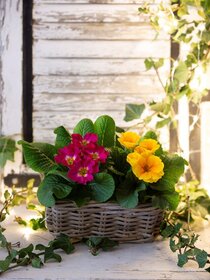 Resultat Saison zweites Bild