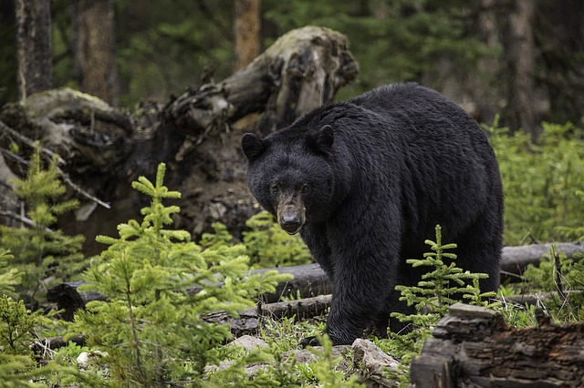 Big Bear Wildlife Watching