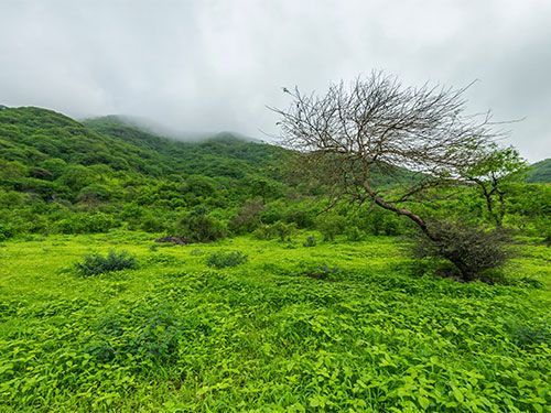 Sohar International