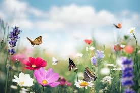 Flower garden