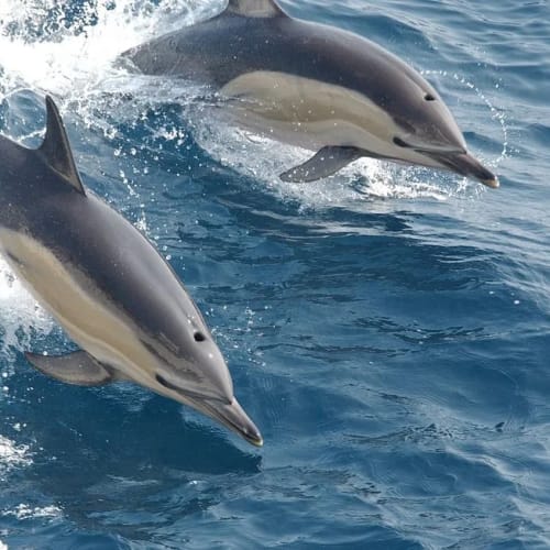Boat Tours