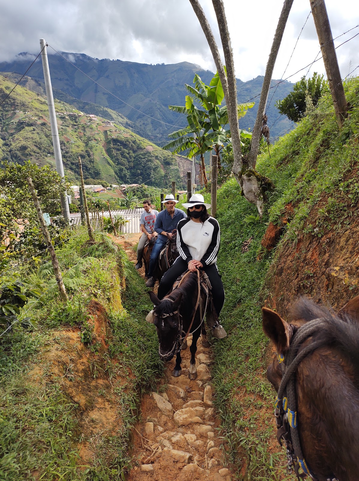 D`Arrieros Coffee Farm