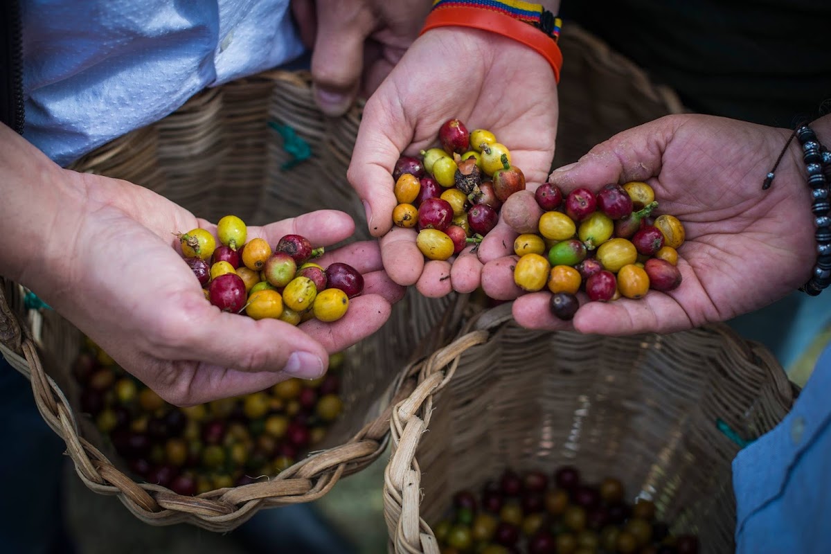 Tour del Café Don Rafa Medellín - Conectamos personas a través del café