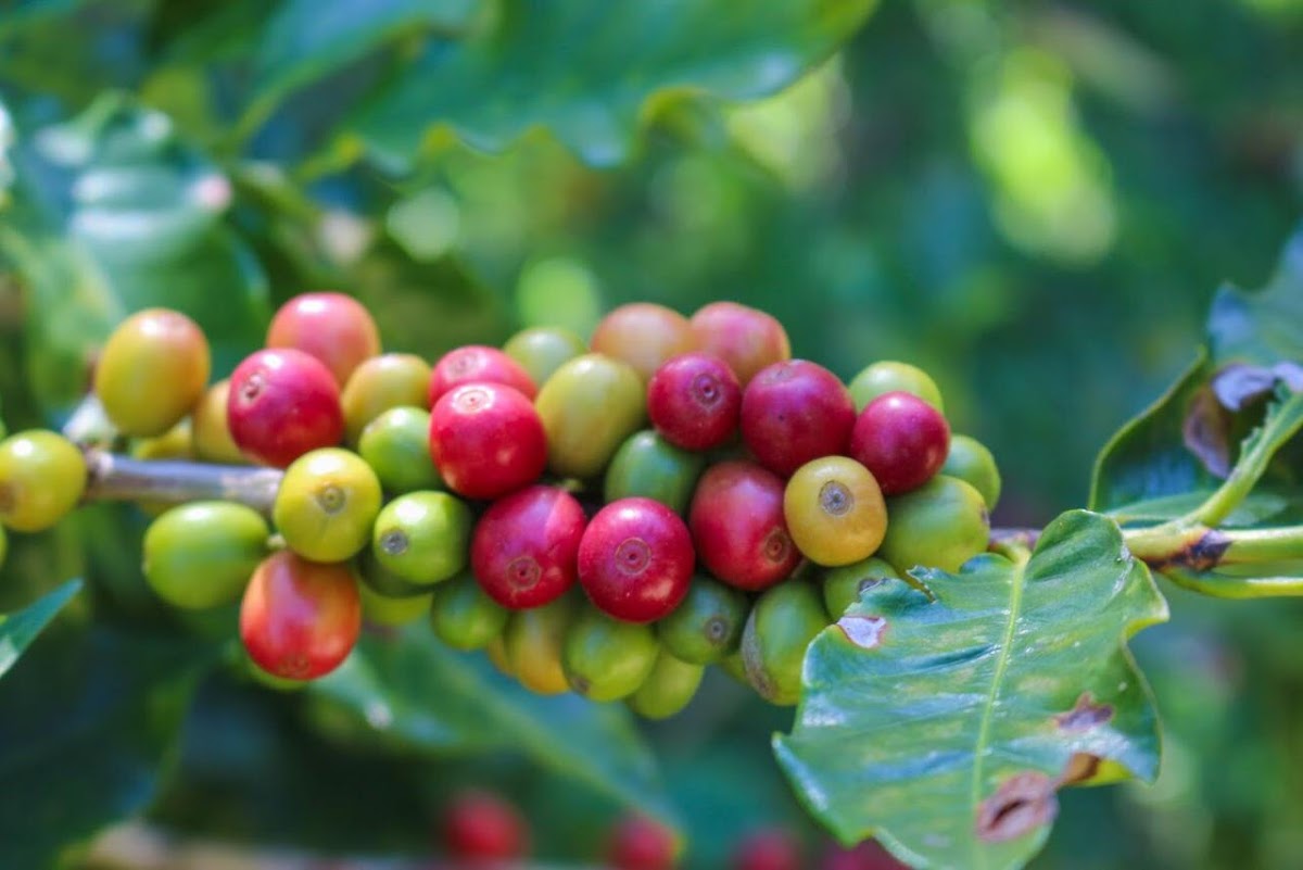 Chácara Modelo - Café Torrado e Moído