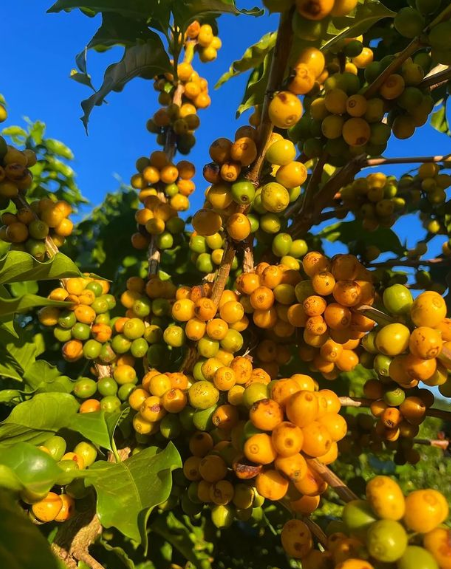 Torrefação Mandacaru