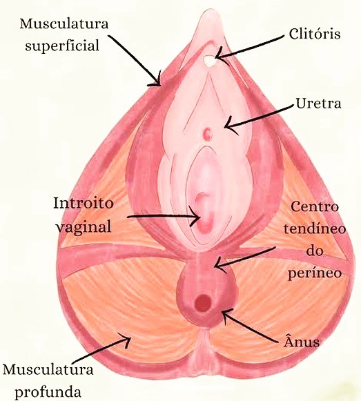 Anatomia da vaginal