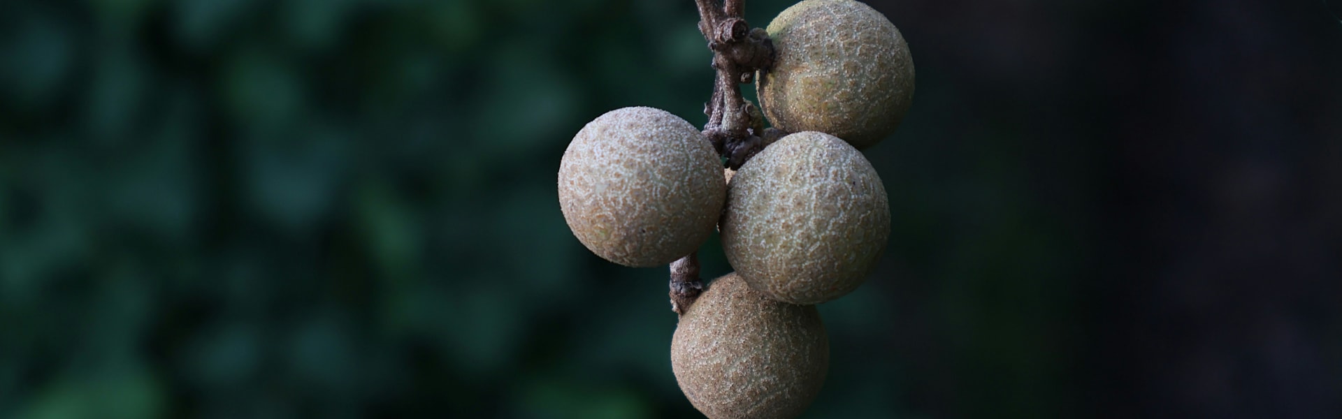 Longan arka plan görseli