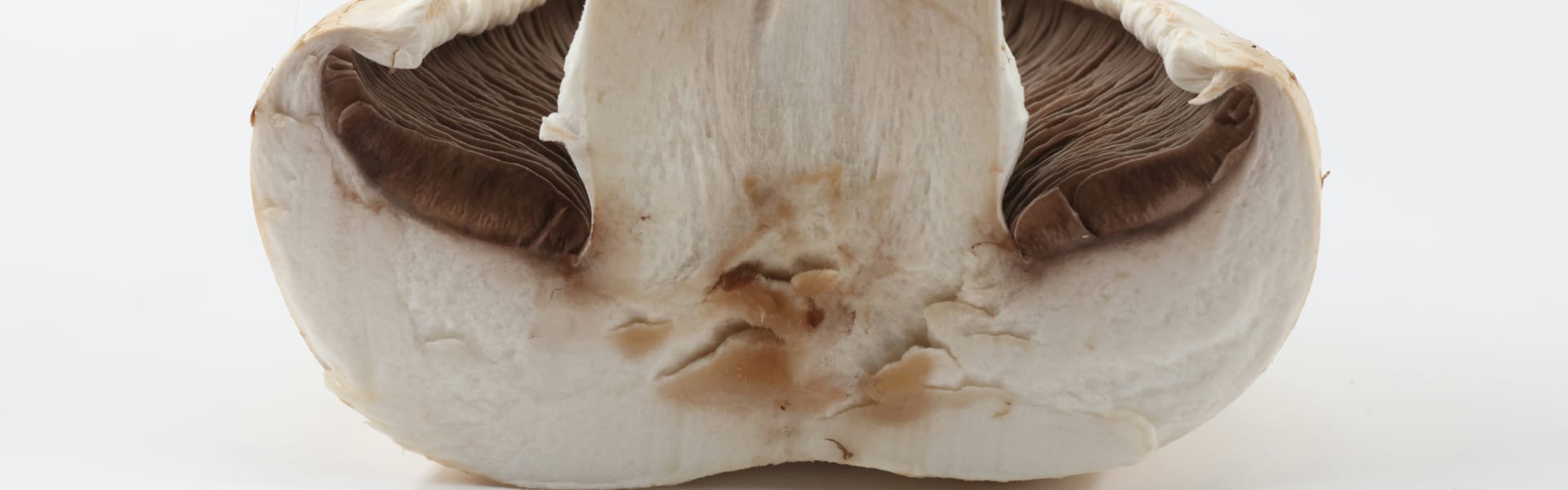 Shiitake Mantarı arka plan görseli