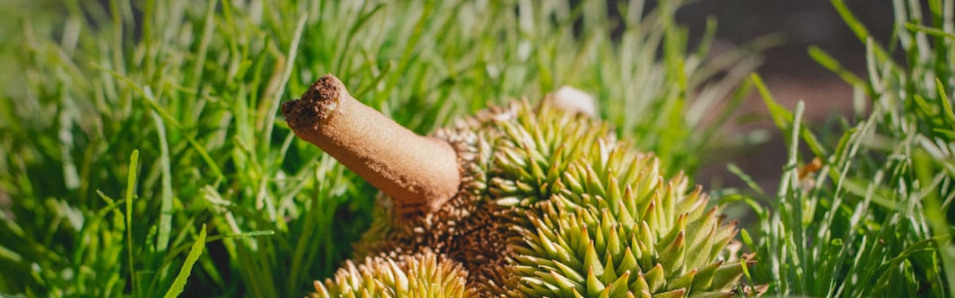 Durian arka plan görseli