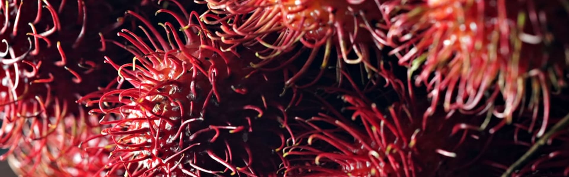 Rambutan arka plan görseli