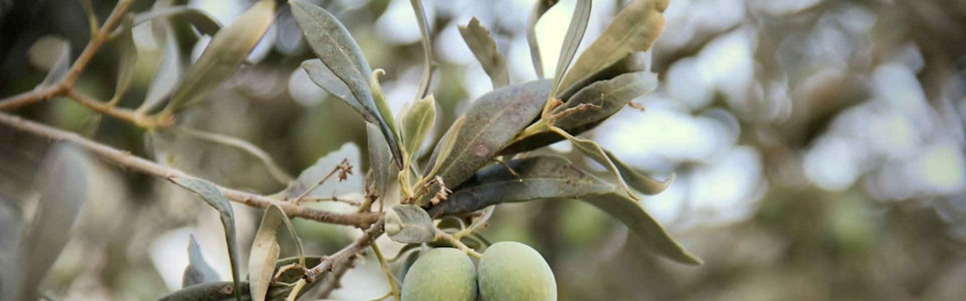 Yeşil Zeytin arka plan görseli