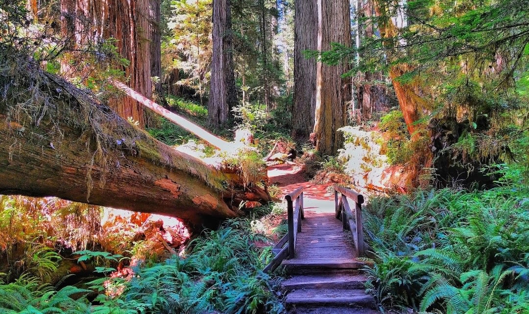 Redwood national Park California