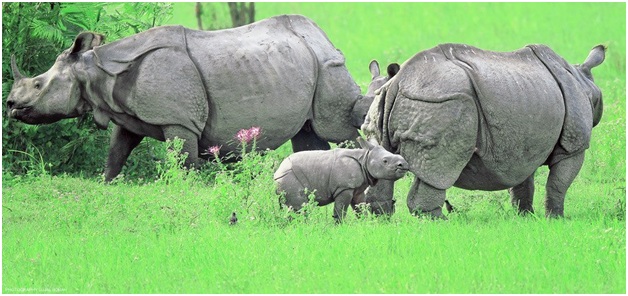 Ten Best National Parks Of India You Should Visit 1 Ten Best National Parks Of India You Should Visit 1