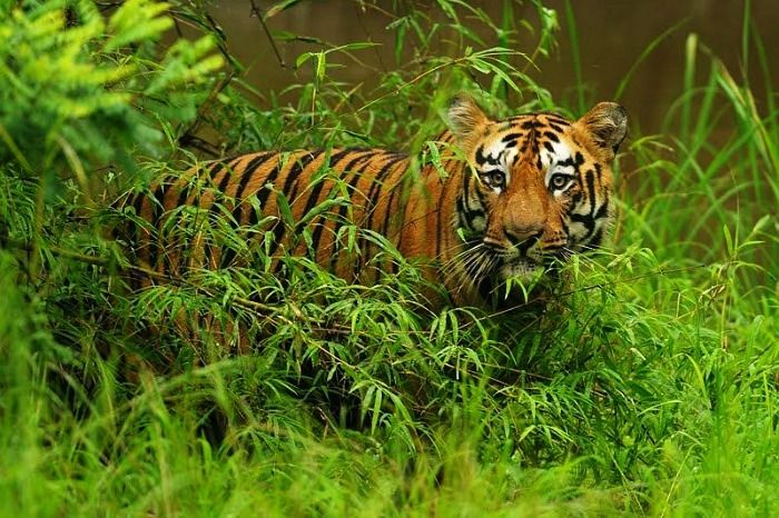 10 Best Places In Maharashtra You Should Visit In This Summer 17 Tadoba-best-places-in-Maharashtra