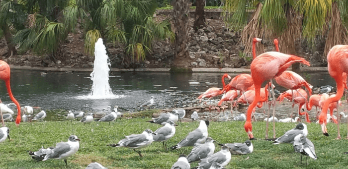 Busch_Gardens_Tampa_Bay