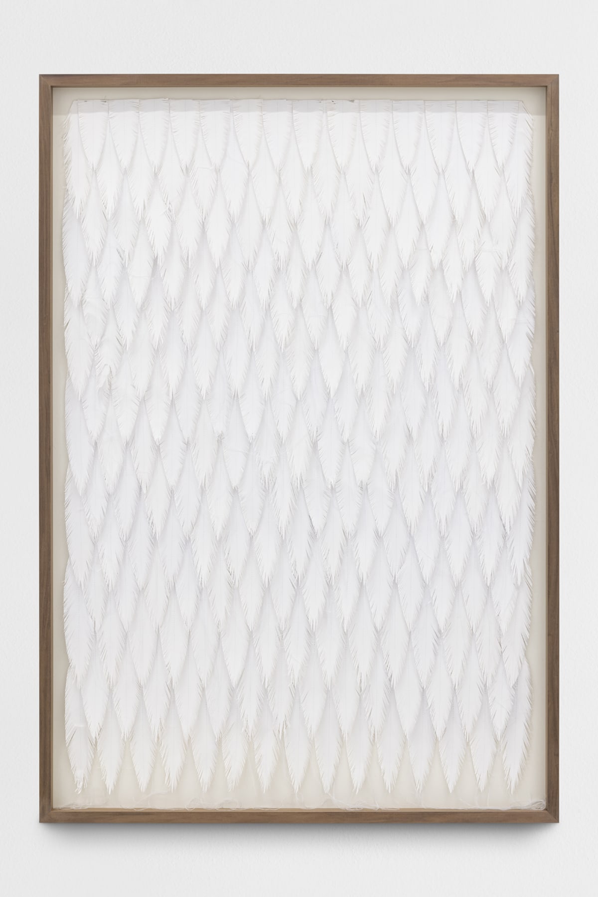 Cisne 2558
