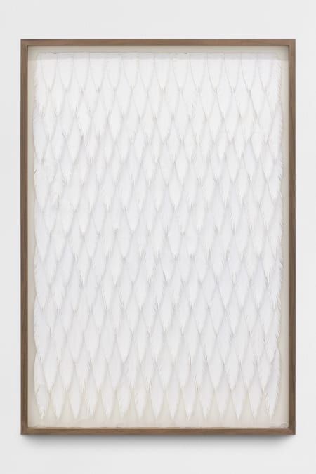 Cisne 2558