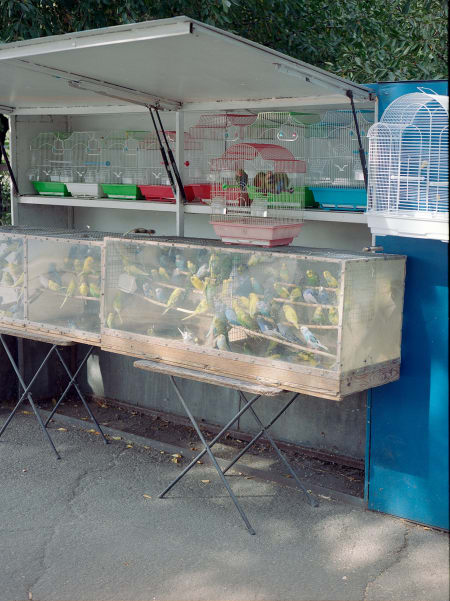 Birds, Chișinău 3459