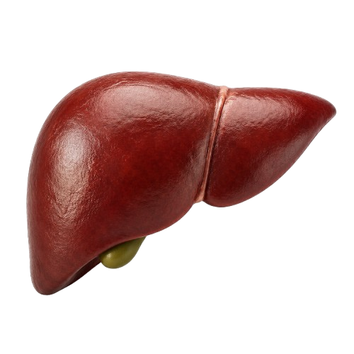 Undo fatty liver