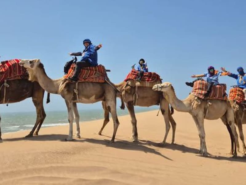 Horse Care on the Coast: How Salt, Sand and Wind Affect Beach Horses
