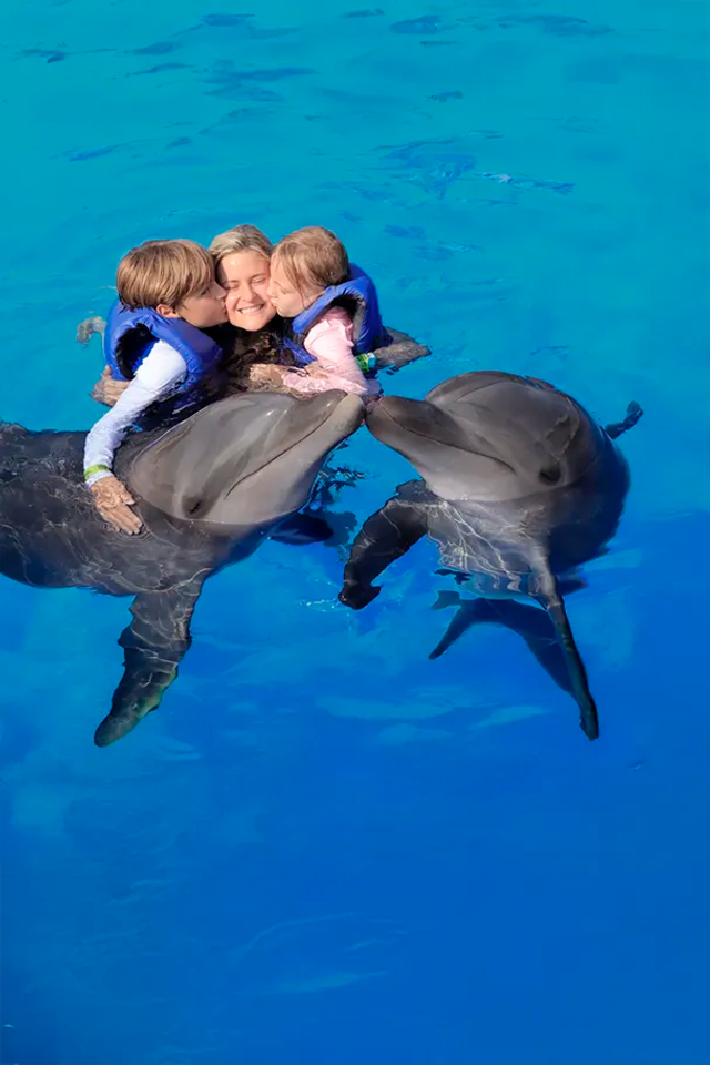 Dolphin Explorer