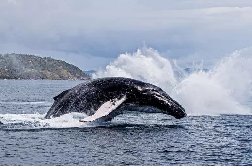 Samaná: Cayo Levantado y Salto El Limón