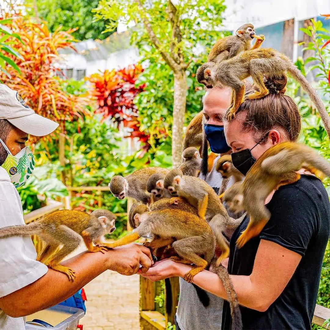 Monkey Land - Tierra de los Monos