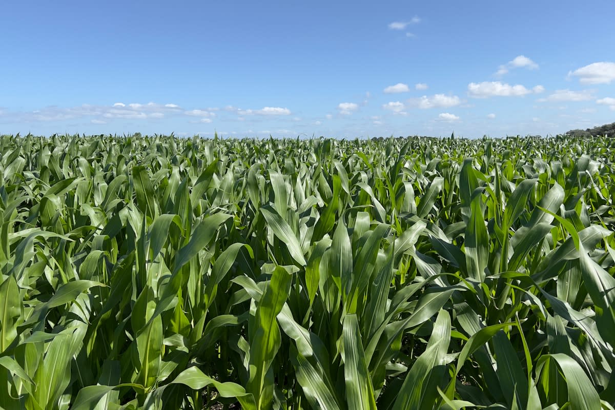 Agricultural drone over a cornfield