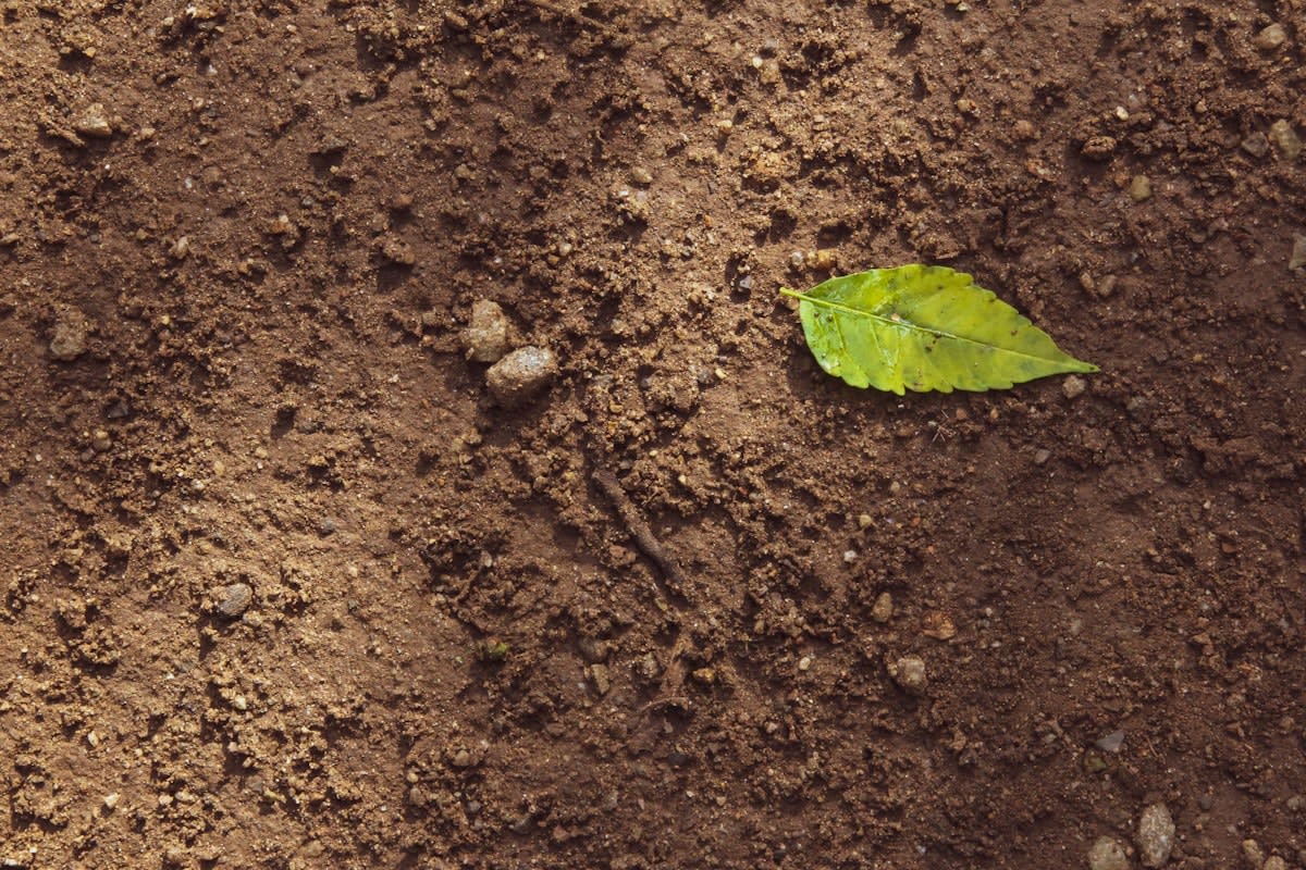 Close up of healthy regenerative soil