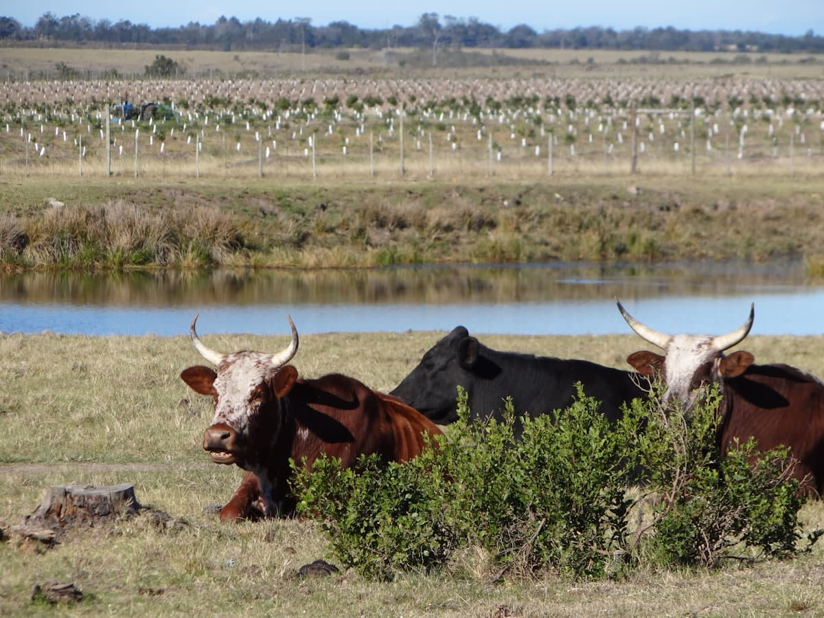 South African cattle farm showing a mix of traditional and modern farming