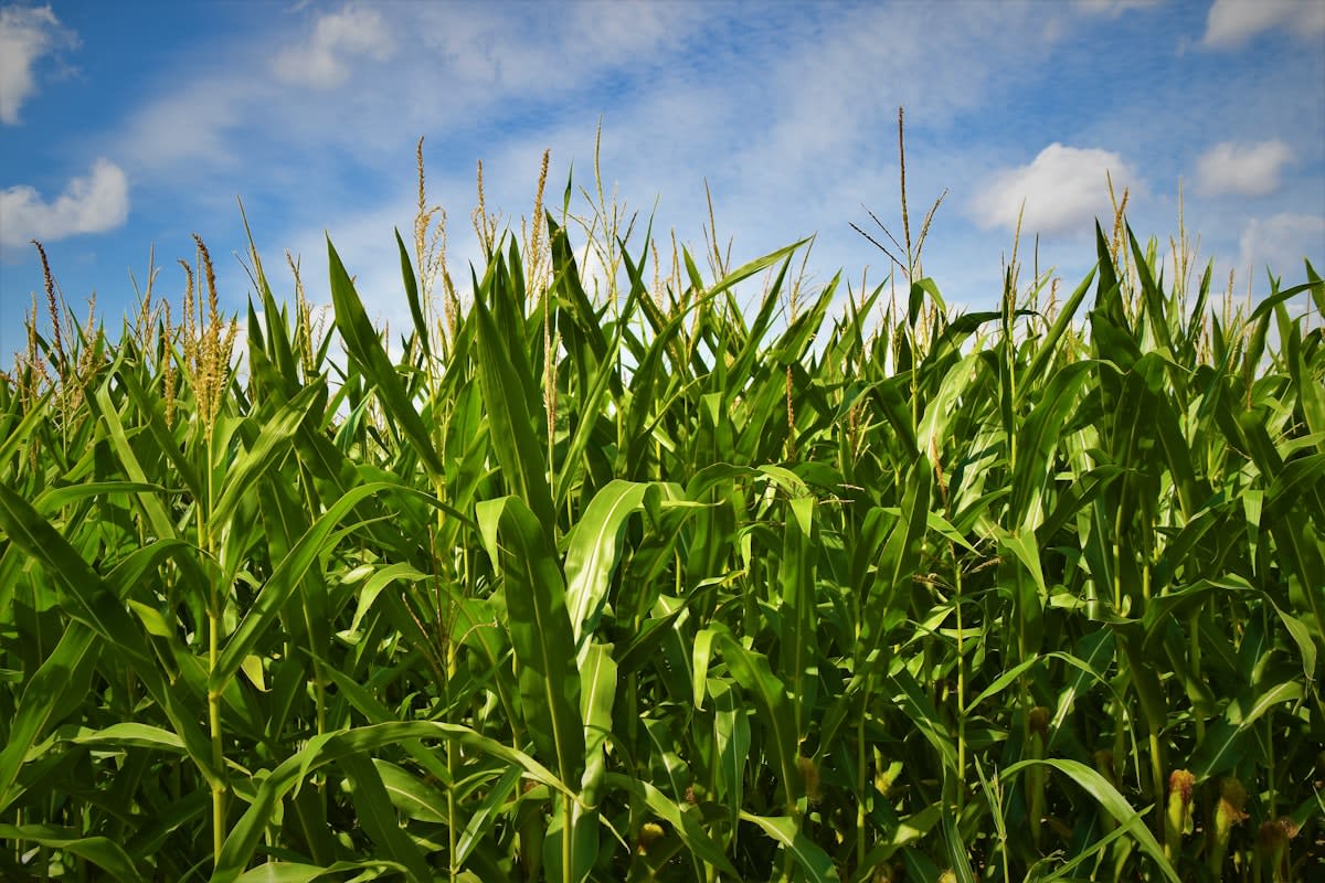 Regenerative agriculture cover crops corn field