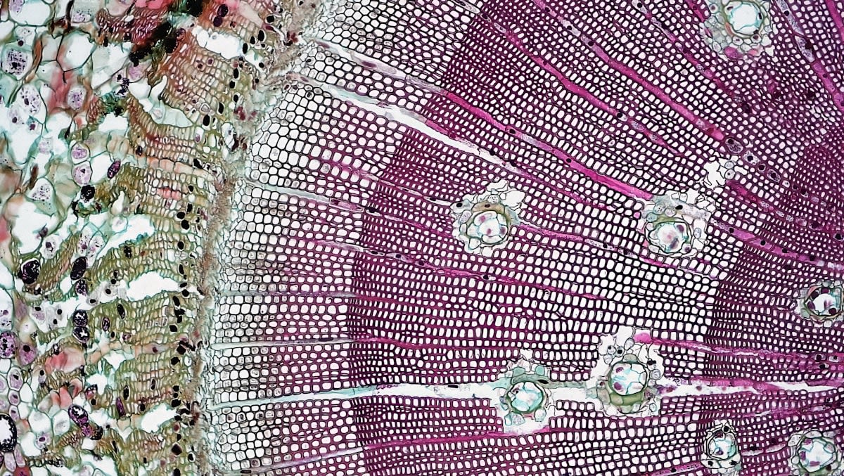 Microscopic view of battery cathode structure