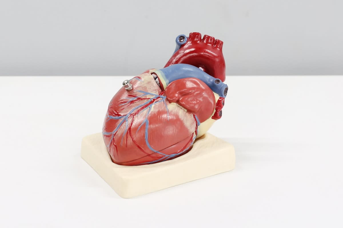laboratory heart organoid monitoring