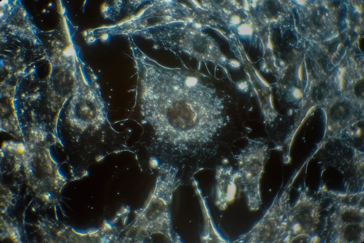 Microscopic view of cardiac organoids and sensors