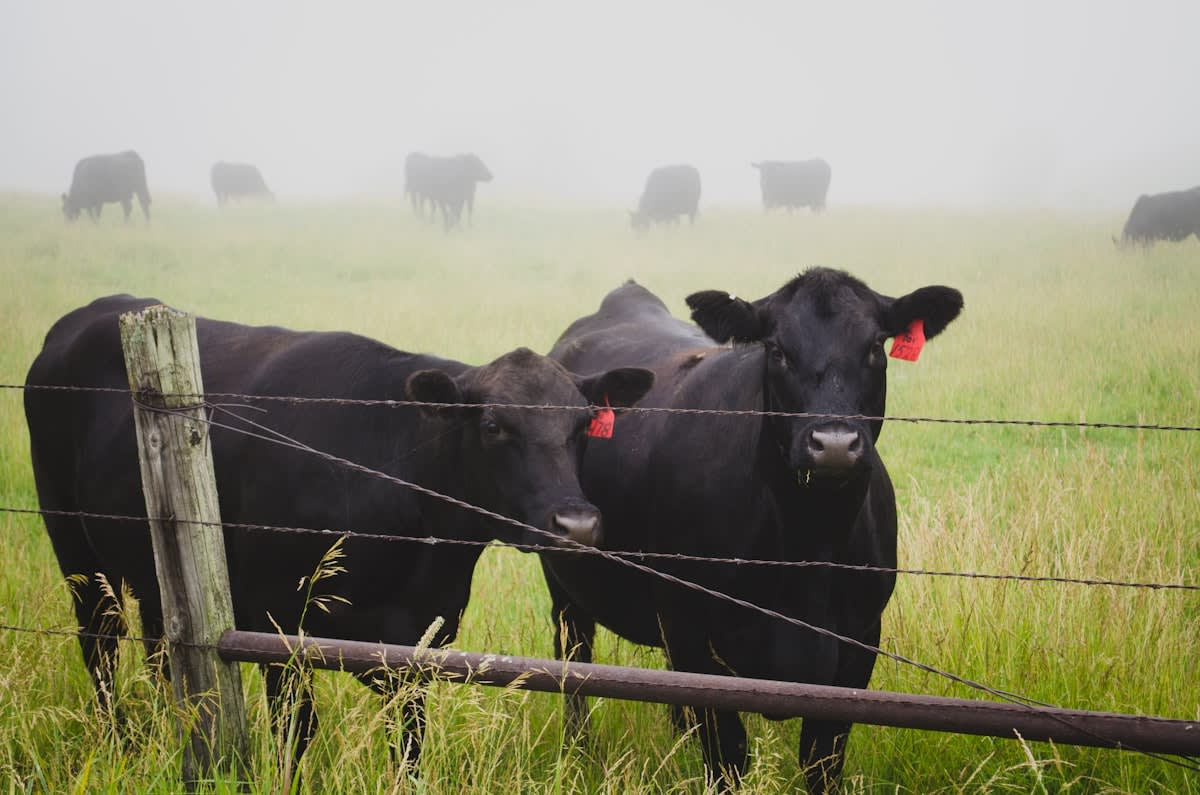 Smart agriculture sensors in a cattle field