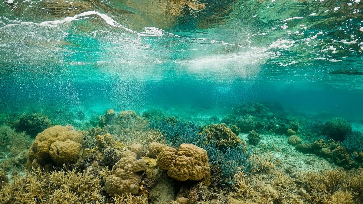 autonomous underwater coral planting robot