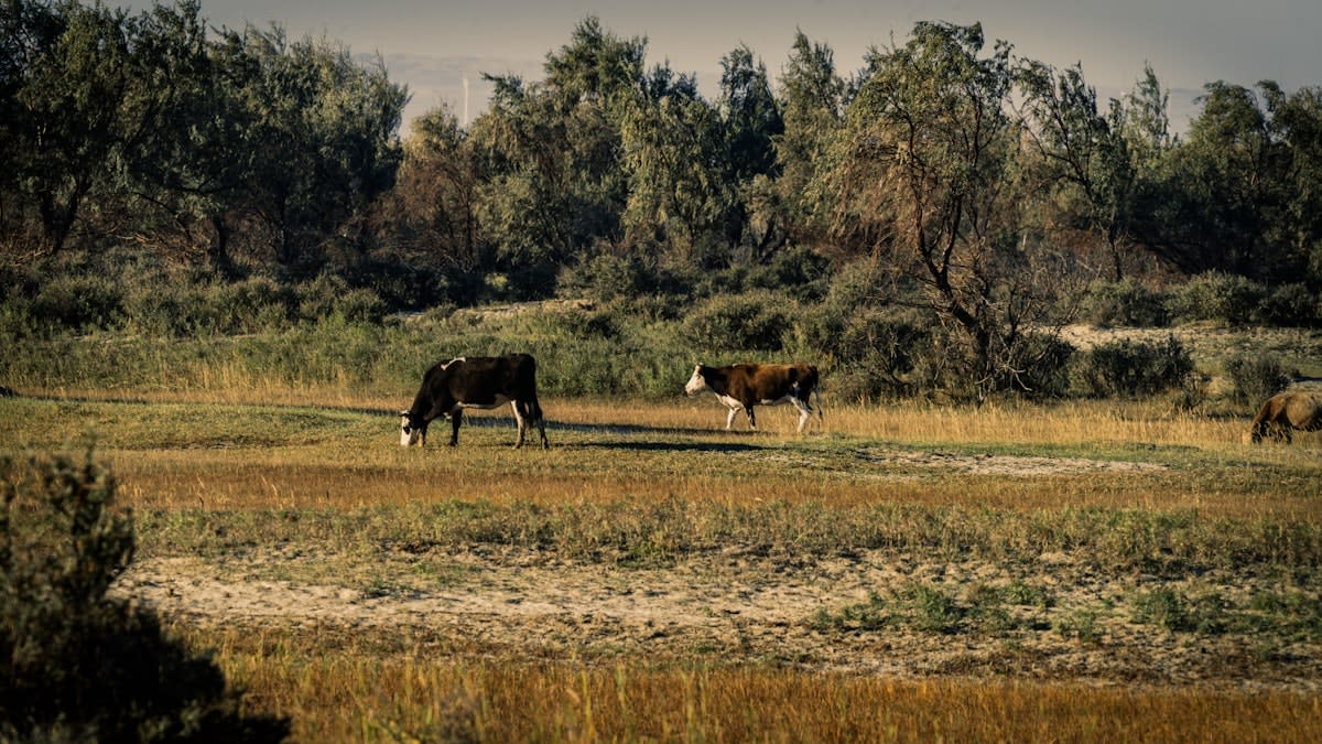 dry cracked earth in a cattle pasture