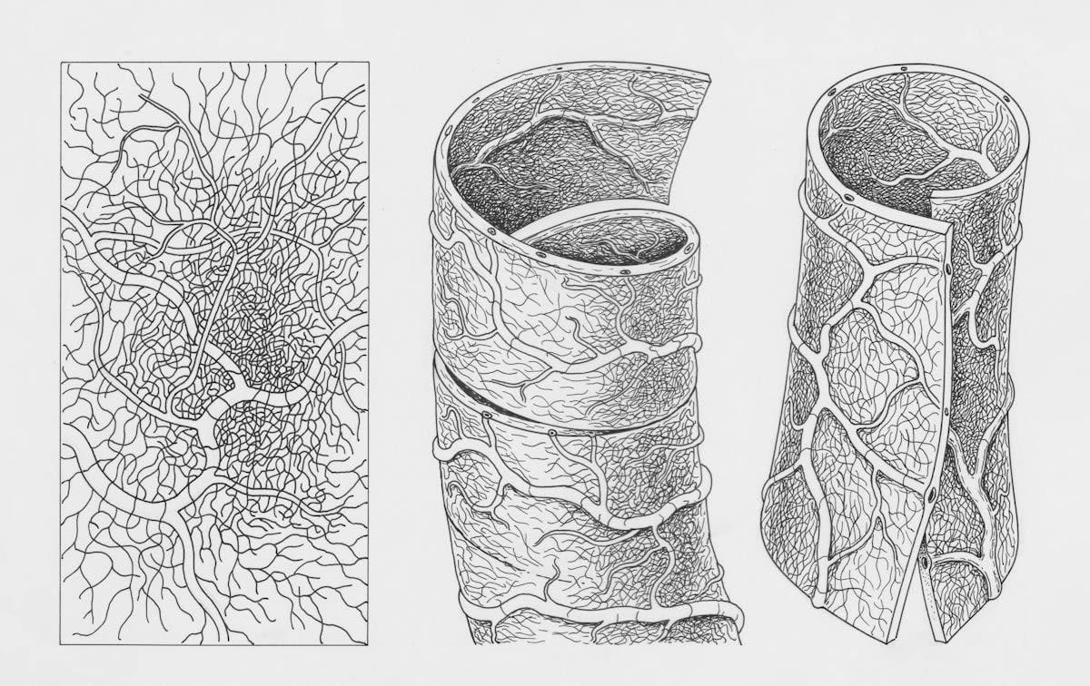 Neural tissue engineering diagram