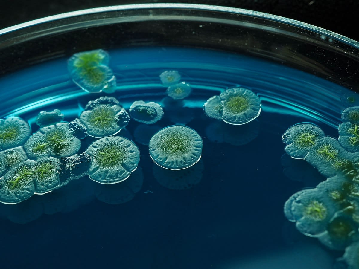 Close up of fermented foods and microalgae proteins