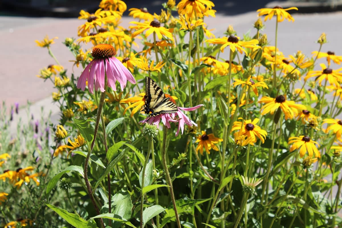 Layered urban garden with native plants and pollinator insects